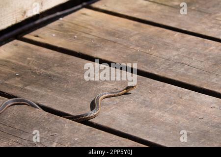 Un giovane serpente garter emerge da esso è den all'inizio della primavera in Canada Foto Stock