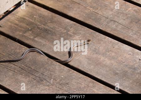 Un giovane serpente garter emerge da esso è den all'inizio della primavera in Canada Foto Stock