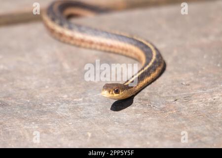 Un giovane serpente garter emerge da esso è den all'inizio della primavera in Canada Foto Stock