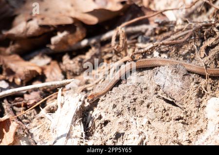 Serpente marrone di Dekays in Canada Foto Stock