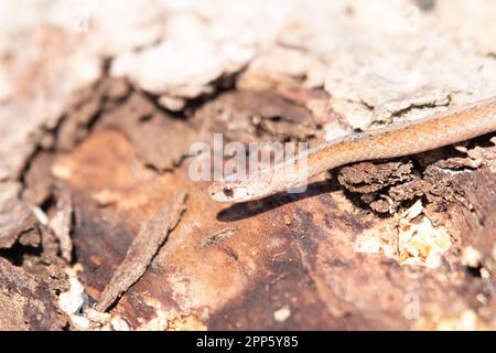 Serpente marrone di Dekays in Canada Foto Stock