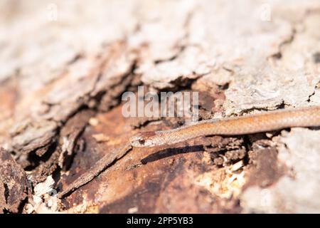 Serpente marrone di Dekays in Canada Foto Stock