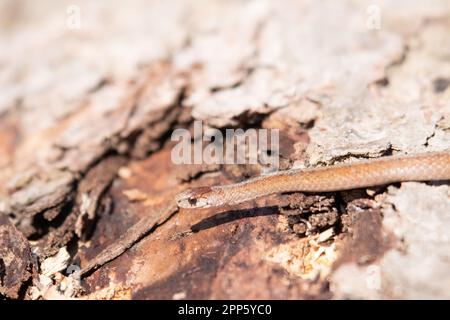 Serpente marrone di Dekays in Canada Foto Stock