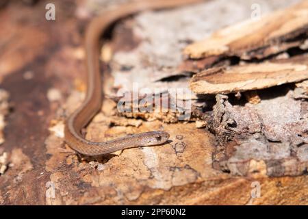 Serpente marrone di Dekays in Canada Foto Stock