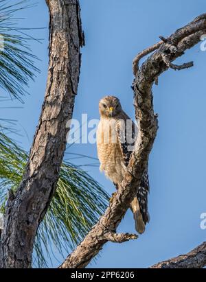 Falco rosso nella zona di Mahogany Hammock del Parco Nazionale delle Everglades nel sud della Florida USA Foto Stock