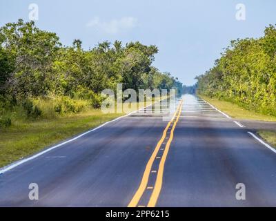 Main Park Road nel parco nazionale delle Everglades, nel sud della Florida, Stati Uniti Foto Stock
