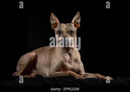 American Hairless Terrier. Ritratto di un cane giacente con sfondo nero e spazio vuoto Foto Stock