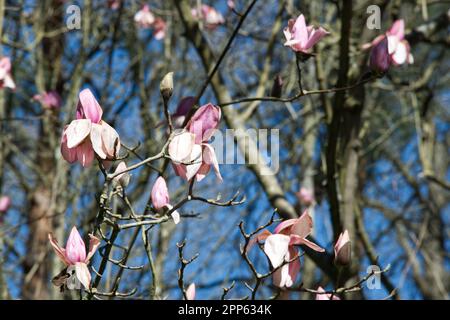 Flamboyant rosa pallido primavera fiori di magnolia campbellii 'Darjeeling' x cilindrica nel giardino del Regno Unito aprile Foto Stock