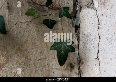 Ivy cresce attraverso crepe nel muro di una vecchia casa. Bellissimo sfondo rustico. Spazio di copia, messa a fuoco selettiva Foto Stock