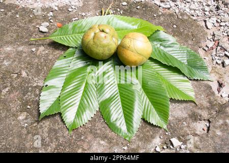 Chalta o mela dell'elefante sulle sue foglie. Una specie di mela acidata. Dillenia indica. Foto Stock