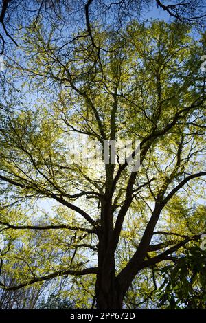 Fresco fogliame primaverile di katsura albero Cercidiphyllum japonicum retroilluminata contro il sole di aprile nel giardino del Regno Unito Foto Stock