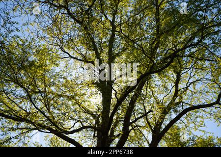 Fresco fogliame primaverile di katsura albero Cercidiphyllum japonicum retroilluminata contro il sole di aprile nel giardino del Regno Unito Foto Stock