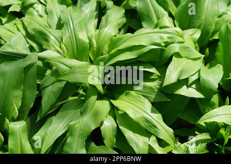 Aglio selvatico foglie grandi Foto Stock