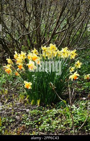 diverse varietà di narcisi, narcisi bianchi con pistili gialli all'esterno in un prato. Bloomers a primavera gialli Foto Stock