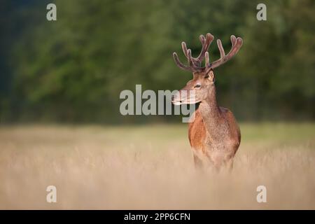 Primo piano di uno stag di cervi rossi con antlers di velluto in estate, Regno Unito. Foto Stock