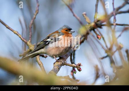 Maschio comune di chaffinch (coelebs di Fringilla) Foto Stock