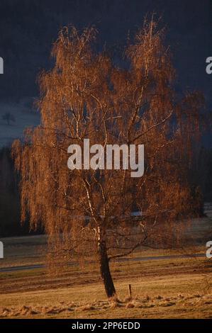 Birch Tree in autunno. Foto Stock