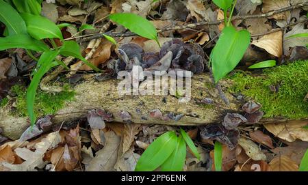 Orecchio di legno, funghi mu-err su ramo di albero nella foresta circondata da aglio selvatico Foto Stock