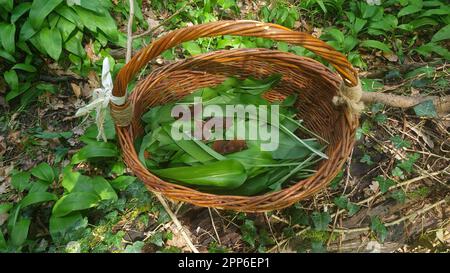 Orecchio di legno, funghi mu-err e aglio selvatico nel cestino Foto Stock