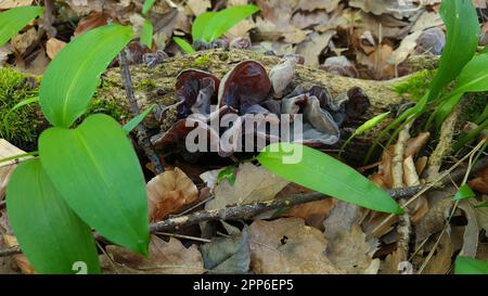 Orecchio di legno, funghi mu-err su ramo di albero nella foresta circondata da aglio selvatico Foto Stock