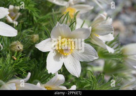 Ranunculaceae, Gewöhnliche Küchenschelle Pulsatilla vulgaris 'Alba Foto Stock
