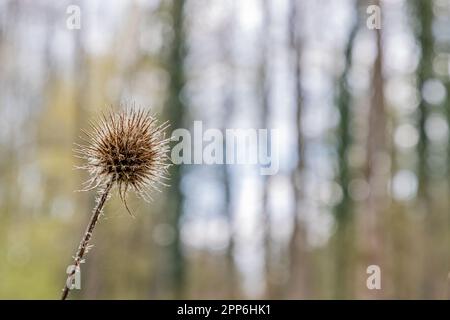 Primo piano di un pettine di Teasel secco o di una testa di cardo selvatico, su sfondo sfocato e luminoso, giorno di sole nella campagna olandese Foto Stock