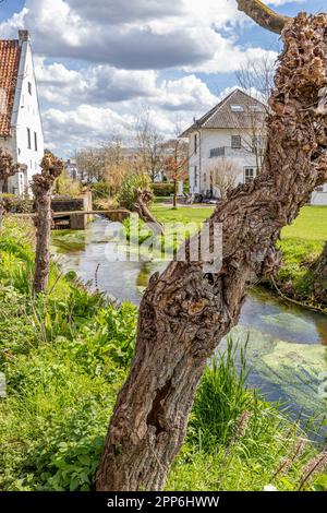 Tronco spesso di salice pollard, torrente Thornerbeek e vecchio mulino ad acqua Kraekermolen sullo sfondo, casa con pareti bianche contro cielo blu e nuvola Foto Stock