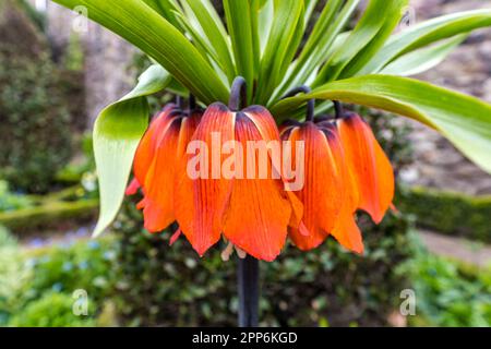 Primo piano dei fiori di Fritillaria imperialis o della corona imperiale in Dunbar's Close Garden, Edimburgo, Scozia, Regno Unito Foto Stock