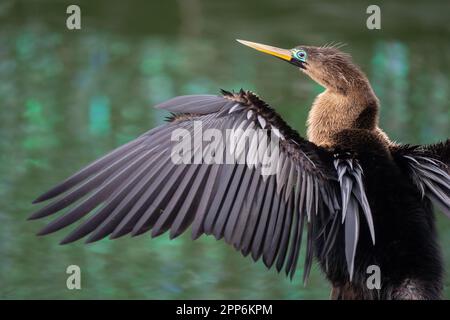 Un anhinga si distende le sue ali mentre si asciuga dopo un'immersione a Orlando, Florida. Le luci di Natale si riflettono sull'acqua sullo sfondo. Foto Stock