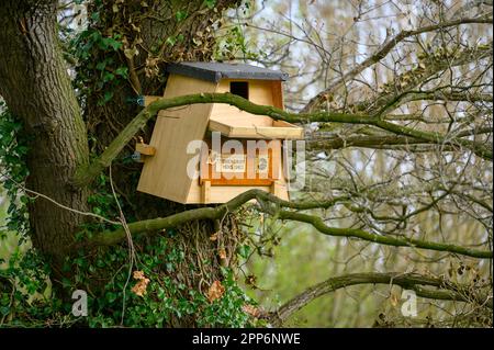 Male eretto, scatola nido di gufo di legno in un grande albero sul bordo di un campo. Foto Stock