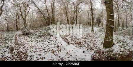 Il caos naturale, l'intimo bosco inglese mostra motivi e texture nell'ambiente Foto Stock