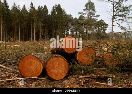 Gestione forestale: Una pianura di abbattimento in una foresta, un mucchio di tronchi d'albero in primo piano Foto Stock