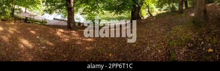 Il caos naturale, l'intimo bosco inglese mostra motivi e texture nell'ambiente Foto Stock