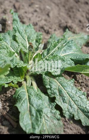 AlrauneMandrake nel giardino delle erbe Foto Stock