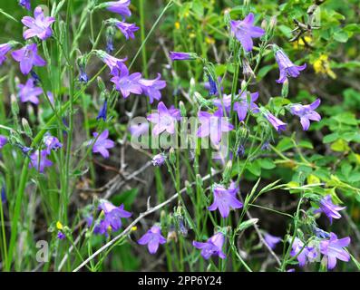 Le campane (Campanula) fioriscono in natura in estate Foto Stock