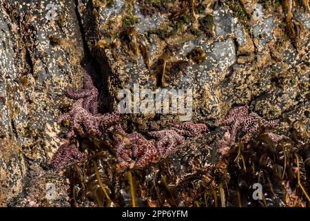 Un gruppo di stelle marine ocra aggrappate al bordo di un'isola rocciosa durante la bassa marea lungo Aialik Bay presso il Kenai Fjords National Park vicino a Seward, Alaska. Foto Stock