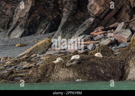 Le foche del porto godono del sole estivo in un salone lungo un'isola rocciosa presso il Kenai Fjords National Park vicino a Seward, Alaska. Foto Stock