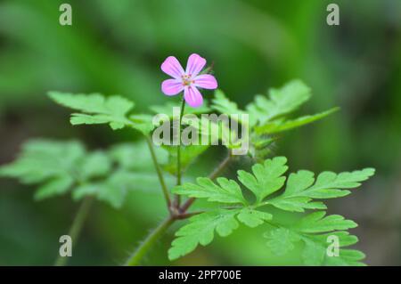 Geranio (Geranio robertianum) cresce in natura Foto Stock