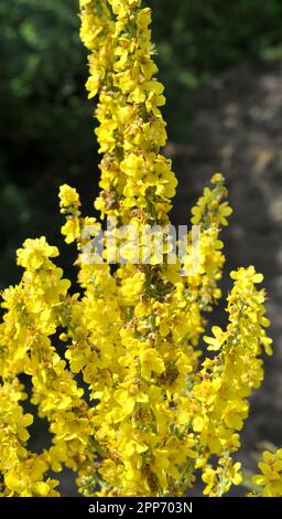 Una delle specie di mullein, Verbascum lychnitis, fiorisce in natura Foto Stock