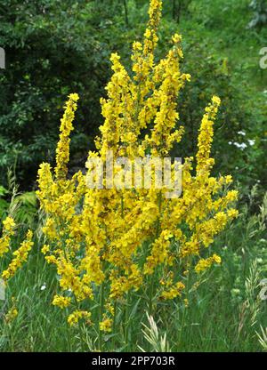 Una delle specie di mullein, Verbascum lychnitis, fiorisce in natura Foto Stock