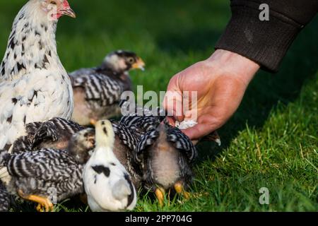 Madre gallina e i suoi fledglings. La gallina madre è un pollo Stoapiperl, i fledglings sono Stoapiperl e Amrock Foto Stock