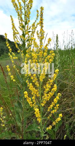 Una delle specie di mullein, Verbascum lychnitis, fiorisce in natura Foto Stock