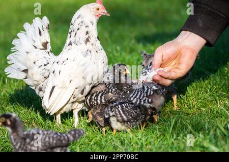 Madre gallina e i suoi fledglings. La gallina madre è un pollo Stoapiperl, i fledglings sono Stoapiperl e Amrock Foto Stock