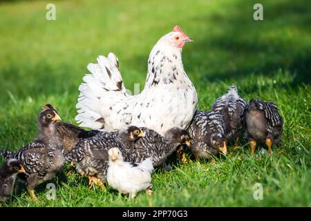 Madre gallina e i suoi fledglings. La gallina madre è un pollo Stoapiperl, i fledglings sono Stoapiperl e Amrock Foto Stock