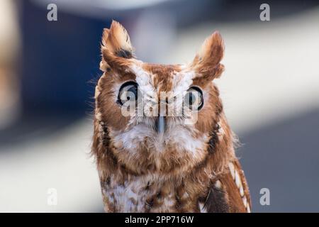 Ojai, California, 4 Nov 2018 — un gufo di grido orientale (Megascops asio; morfo rosso) visto in un evento open house al Centro Raptor di Ojai. Foto Stock