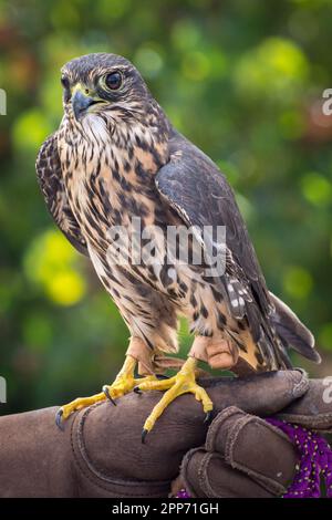 Ojai, California, 4 Nov 2018 — Un merlin (Falco colombarius; variante taiga) si appoggi sul guanto di un operatore durante una casa aperta presso il Centro Raptor di Ojai. Foto Stock