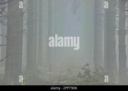 Alberi di foresta in nebbia, alta fens, Belgio Foto Stock