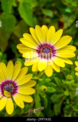 Yellow African Daisy Osteospermum che cresce in un giardino di casa nella contea di Orange, California, Stati Uniti Foto Stock