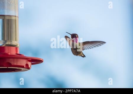 Hummingbird Calypte anna maschile in volo presso un alimentatore con nettare fatto in casa (4 parti di acqua a 1 parte di zucchero) in un giardino della California meridionale Foto Stock