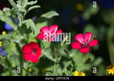 Linum grandiflorum . Comunemente noto come lino cremisi, lino rosso, lino scarlatto, che cresce in un giardino della California meridionale. Foto Stock